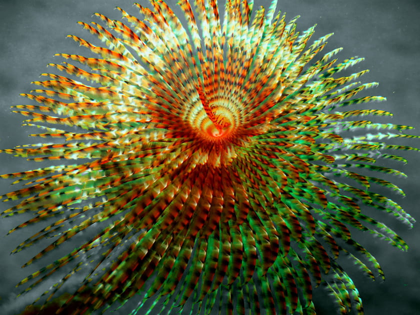 Hypnotique