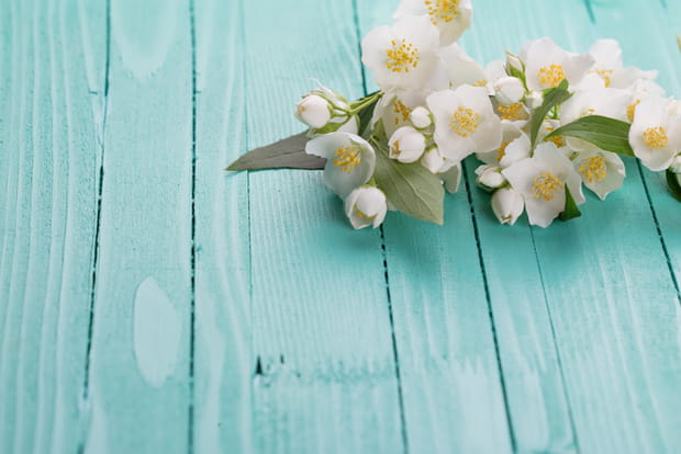 Le jasmin en Chine