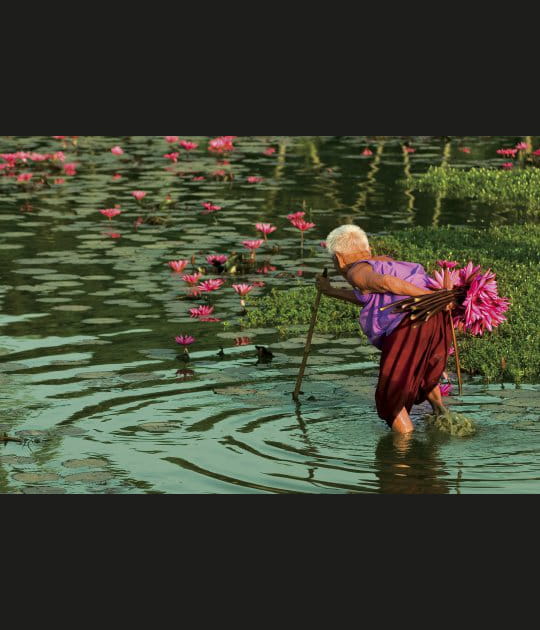 Les lotus