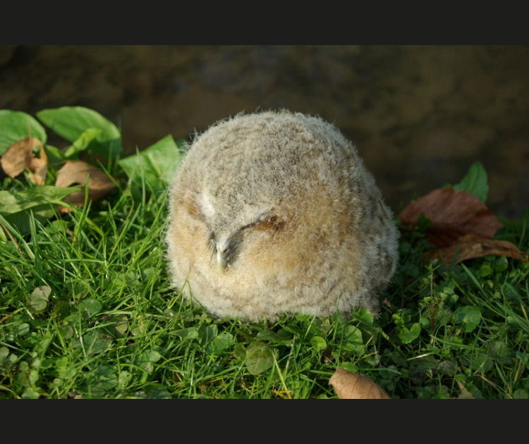 La chouette, cette boule de plumes