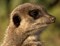 La face sauvage de la planète