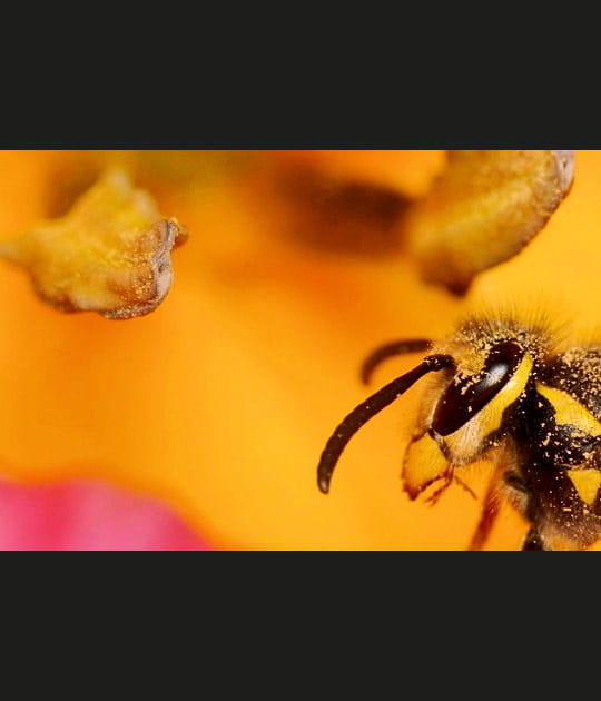 Gu&ecirc;pe inond&eacute;e de pollen