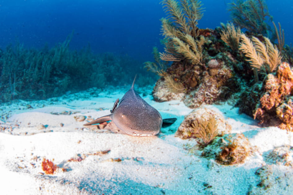 Shark Ray Alley&nbsp;: c'est l'un des plus beaux sites de plong&eacute; au monde
