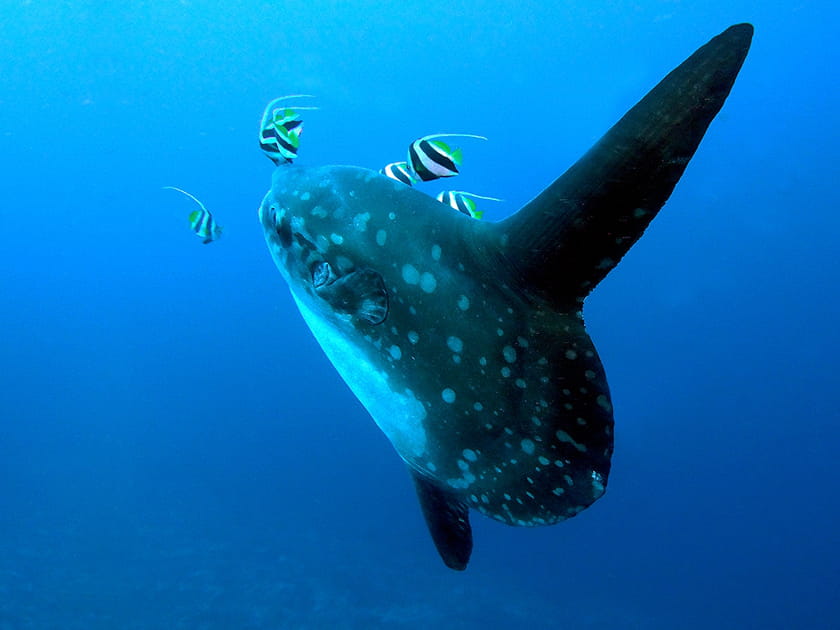 Poisson lune &agrave; Bali
