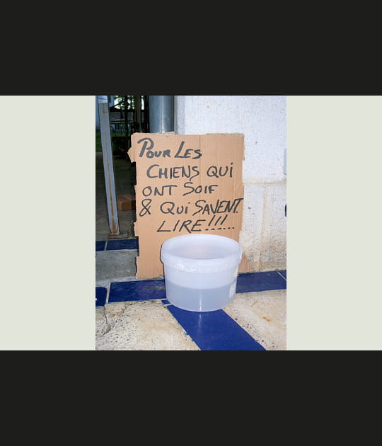 Pour les chiens savants