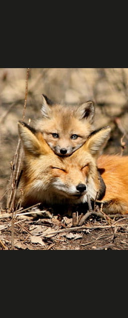 Un peu de tendresse