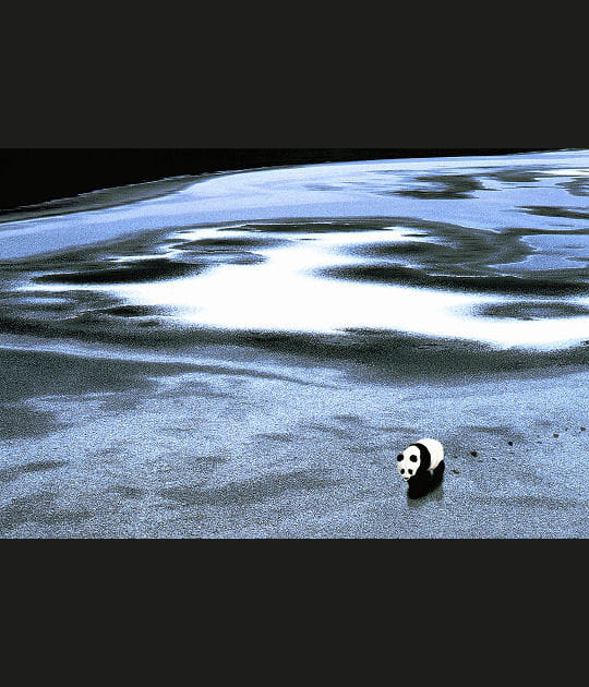 Panda sauvage, Chine