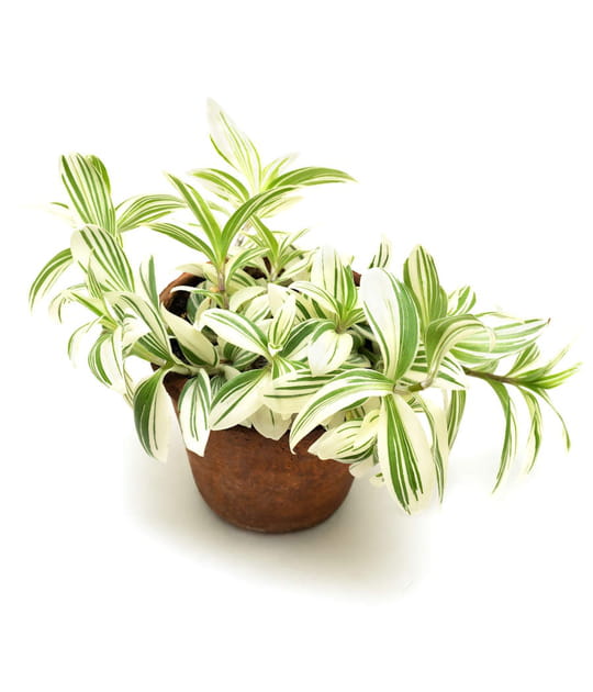 La tradescantia, l'ind&eacute;modable