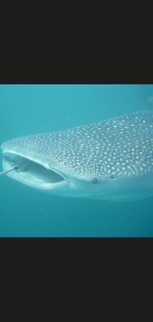 Un poisson taille XXL