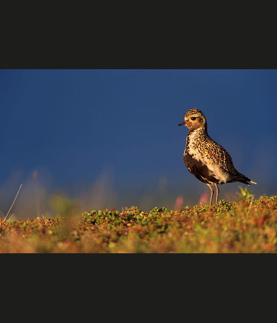 Un oiseau au cri particulier