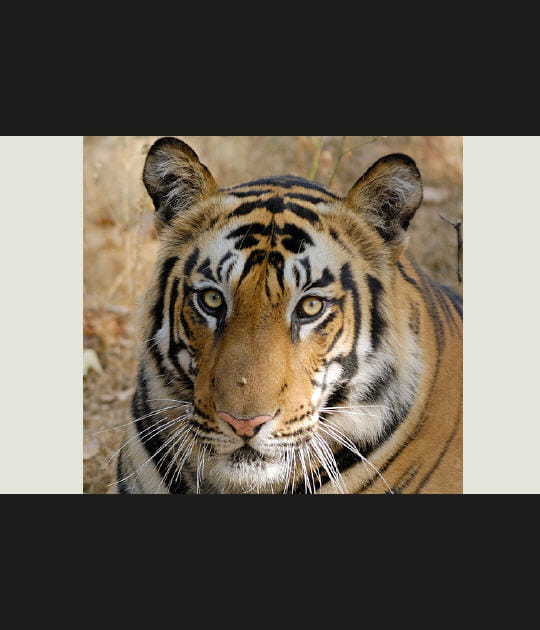 La robe ray&eacute;e du tigre
