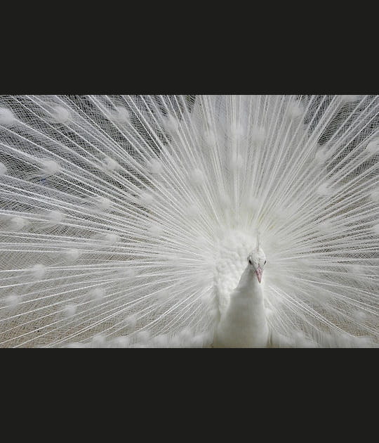 Noce blanche