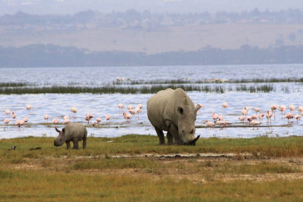 Maman et bébé rhino badinent