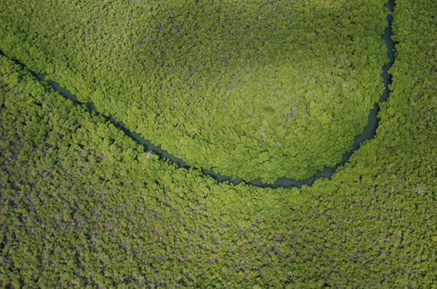 Les mystérieux sourires de la mangrove