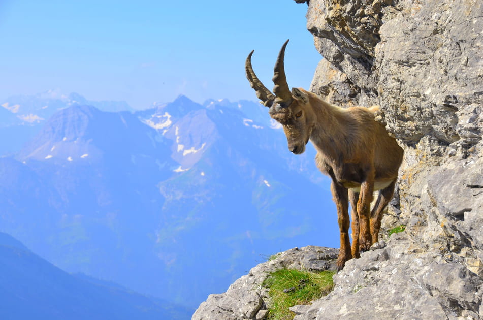 Le bouquetin des Alpes