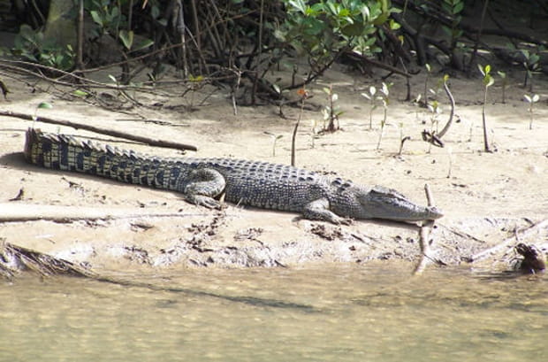 Crocodile d'eau salée
