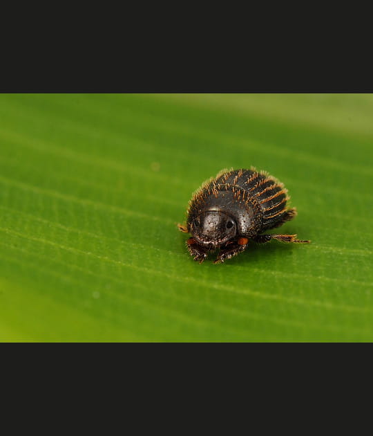 Un bousier miniature