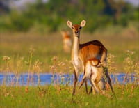 Merveilles d'Afrique : Le delta de l'Okavango