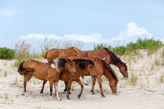 Ces destinations sont littéralement envahies par les animaux : l'île d'Assateague aux Etats-Unis