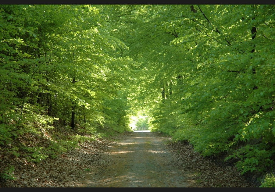 Le paysage de chasse par force au Danemark