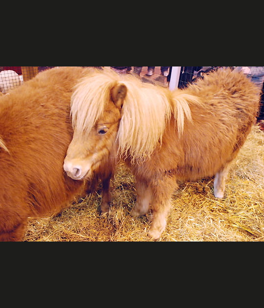 Timide poney