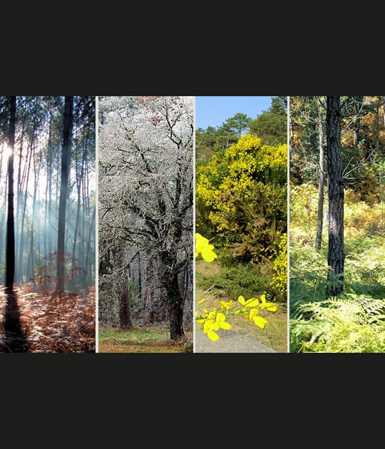 La for&ecirc;t des Landes