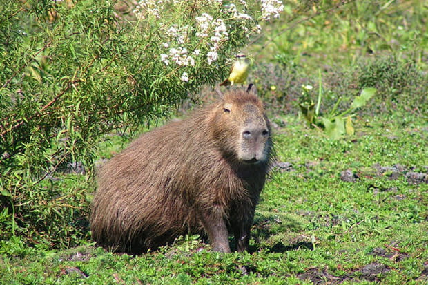 Petites merveilles dans les Étangs de l'Iberá