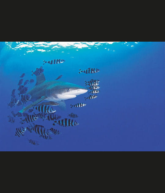 Un requin bien escort&eacute;
