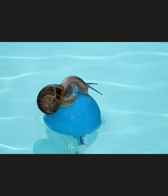 Escargot nageur