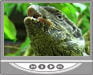 video menagerie