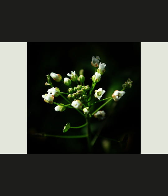 Bourse &agrave; pasteur