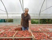 Le piment ne manque pas de piquant