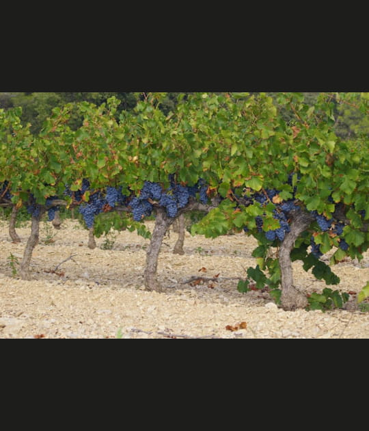 Vall&eacute;e du Rh&ocirc;ne - C&ocirc;te du Lub&eacute;ron