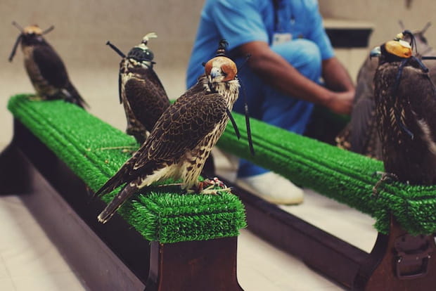 L'hôpital des faucons