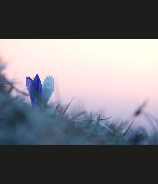 Les premiers crocus