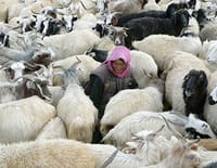 Tsering, bergère au Ladakh