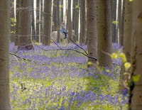 Les secrets des fleurs sauvages : La forêt enchantée
