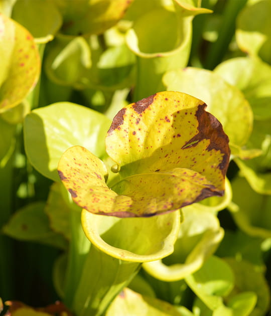 La chlorose, qui d&eacute;colore le feuillage