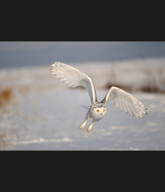 Harfang des neiges