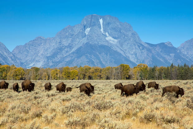 Le parc national de Grand Teton, aux Etats-Unis