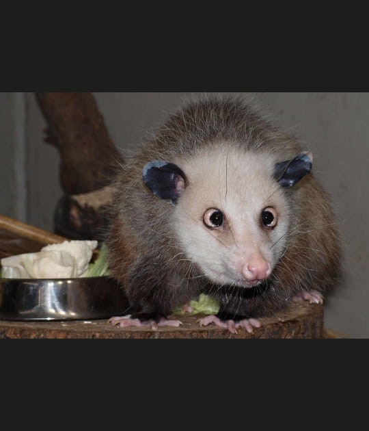 Heidi l'opossum