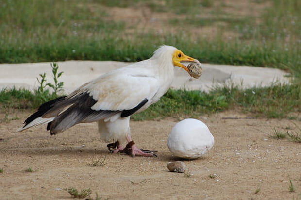 Vautour percnoptère