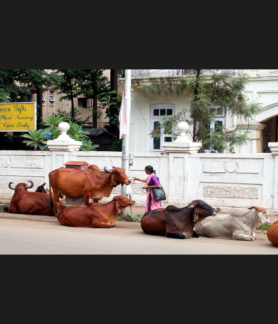 Les vaches sacr&eacute;es de Bombay