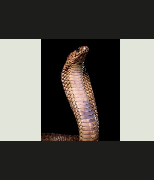 Le cobra &eacute;gyptien