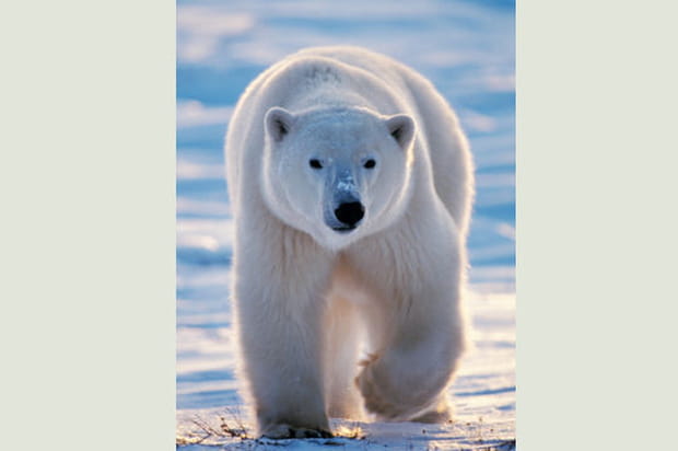 Ours polaire