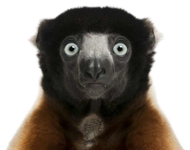 Gros plans sur les animaux du zoo