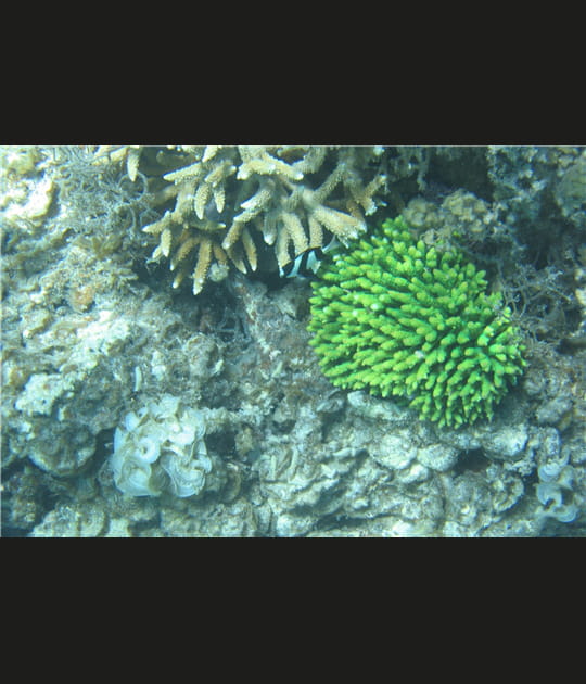 Une pleine lune f&eacute;conde