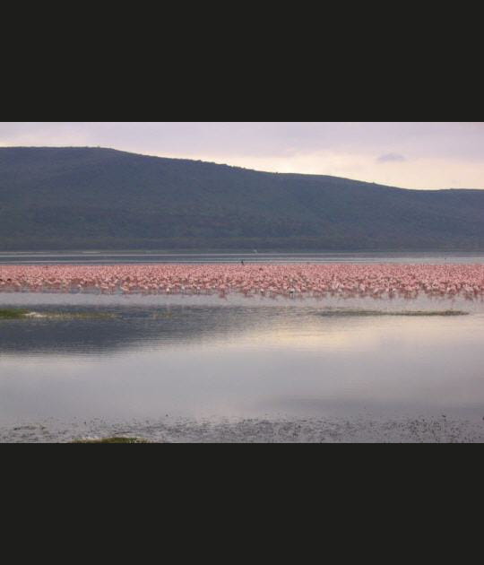 Le Lac Nakuru, Kenya