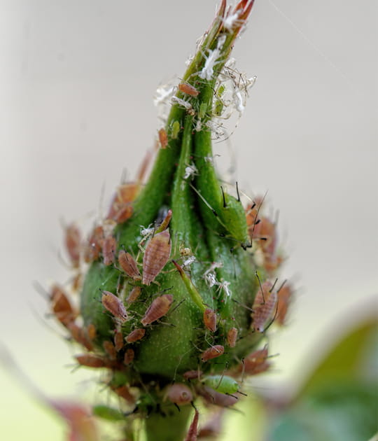 Les pucerons, qui envahissent vos plantes