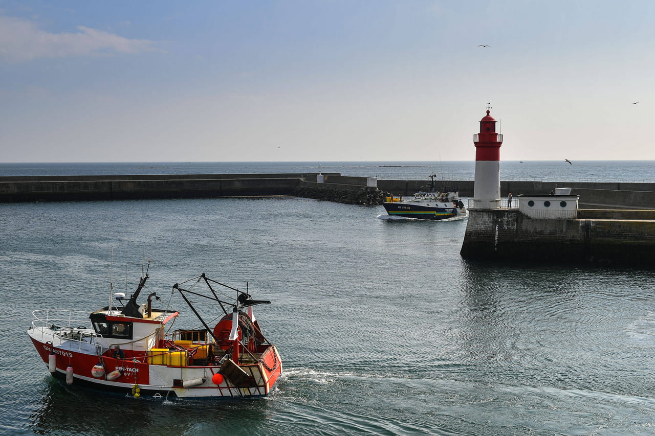 Bretagne. Les policiers "impressionnés" par un énorme animal marin échoué sur le port, ils lui sauvent la vie